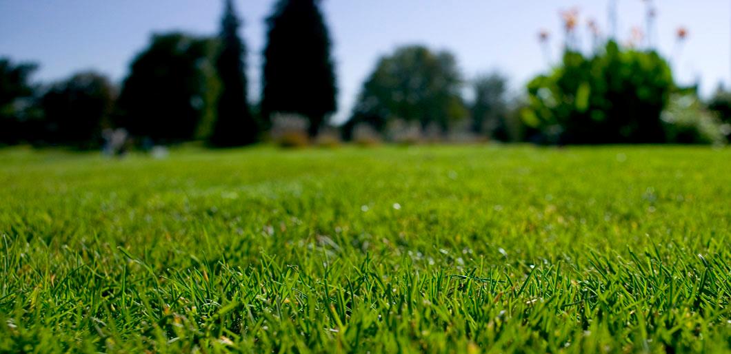 Close up image of Grass