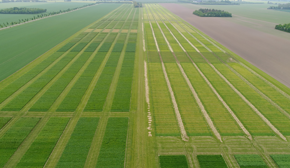 Grass view from drone